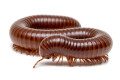 Ophistreptus guineensis Benin adult